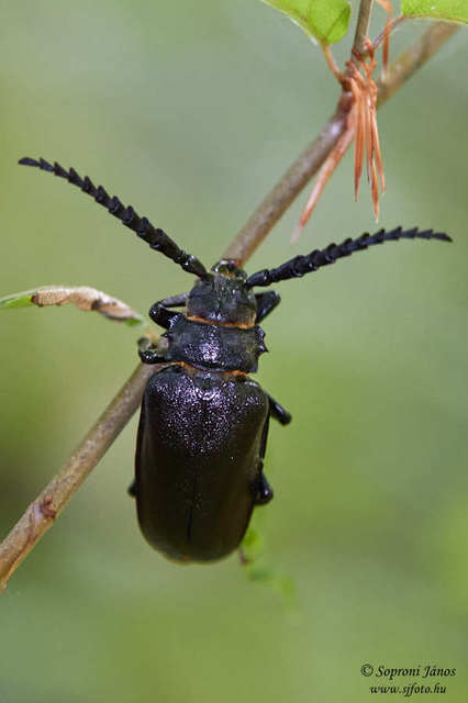 Prionus coriarius - csőszcincér