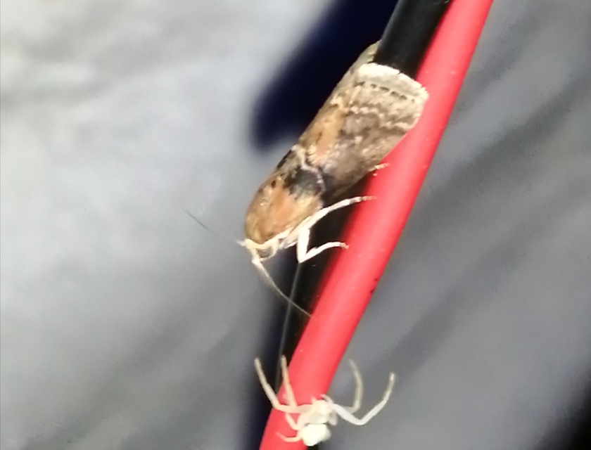 Sciota adelphella - pirosszárnytövű karcsúmoly