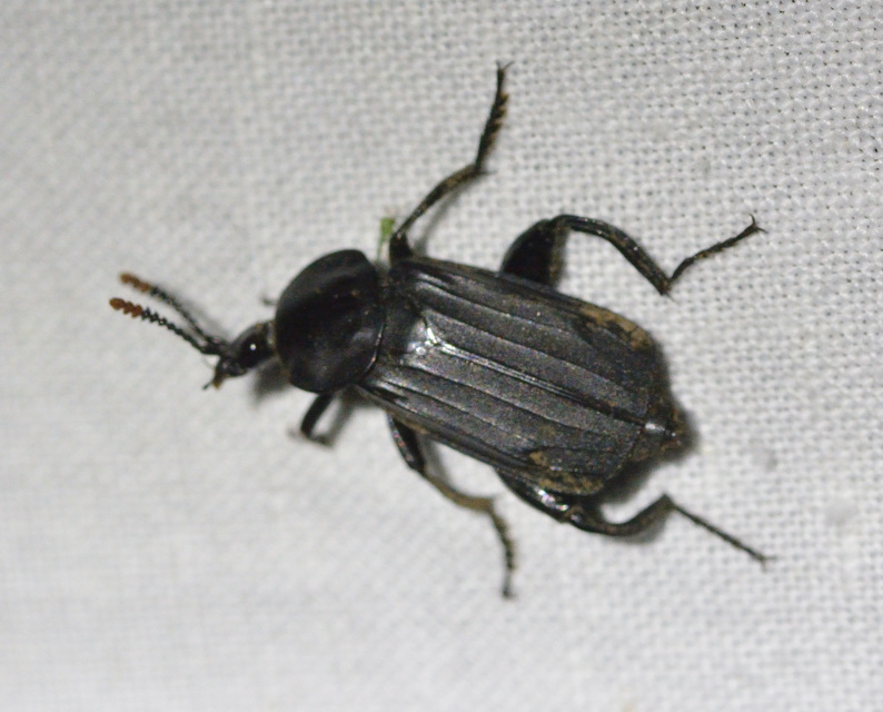 Necrodes littoralis - nagy dögbogár