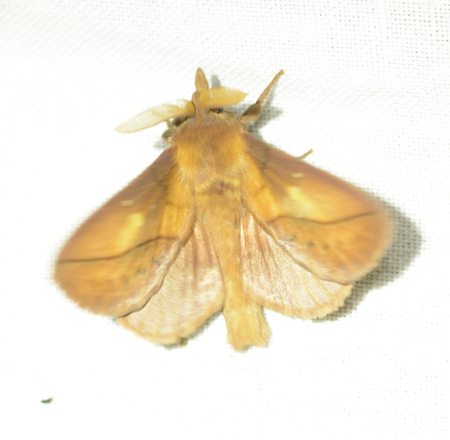 Euthrix potatoria - szomjas pohók