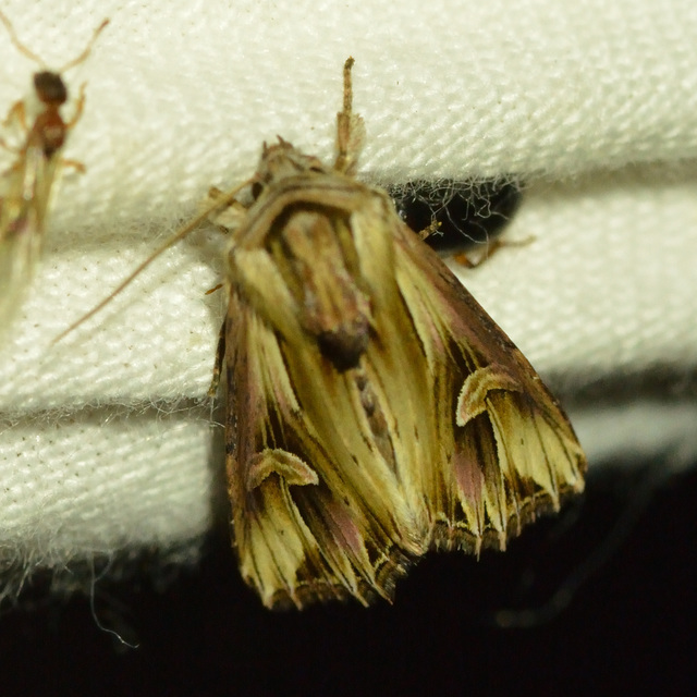 Actinotia polyodon - nagy sugarasbagoly