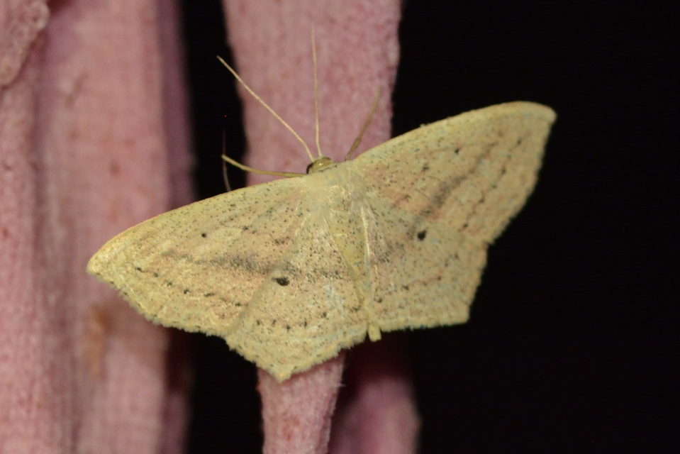 Scopula flaccidaria - alföldi sávosaraszoló