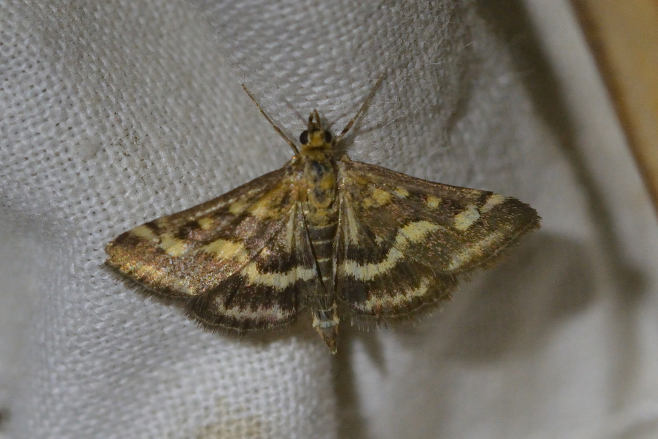 Pyrausta ostrinalis - ritka bíbormoly