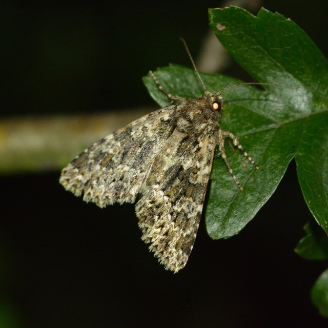 Polymixis polymita - kankalin-tarkabagoly