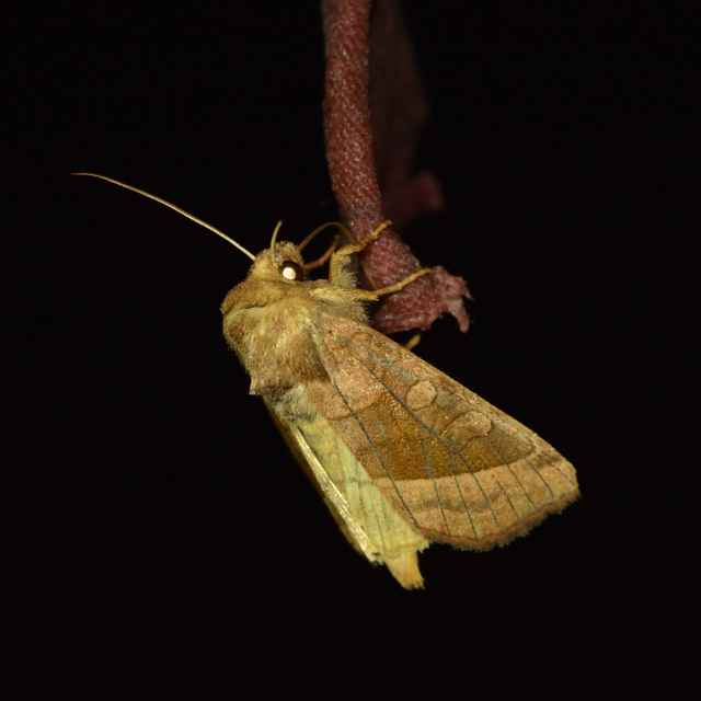 Hydraecia micacea - csillogó acsalapubagoly