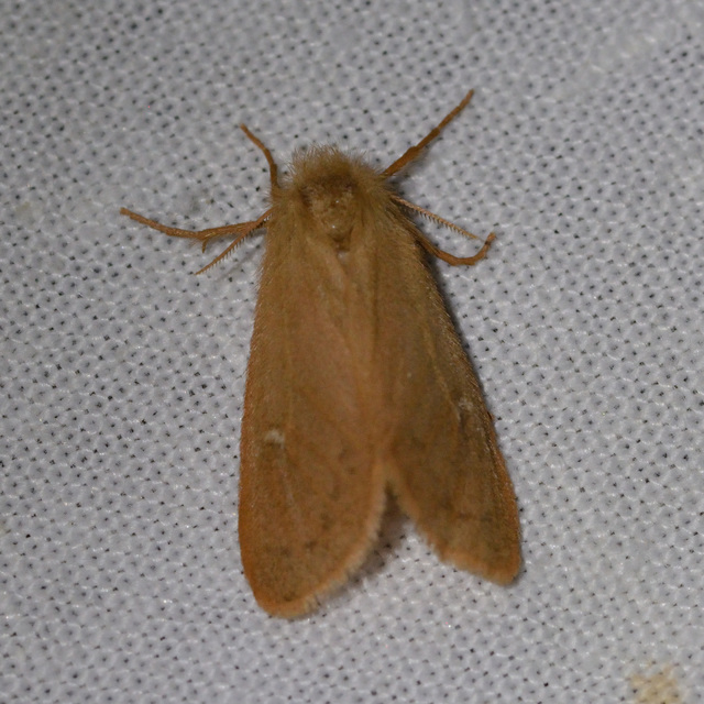 Ocneria rubea - rőt gyapjaslepke