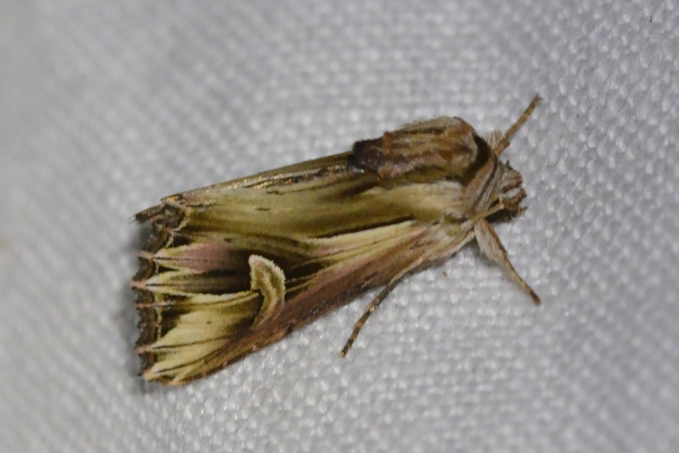 Actinotia polyodon - nagy sugarasbagoly