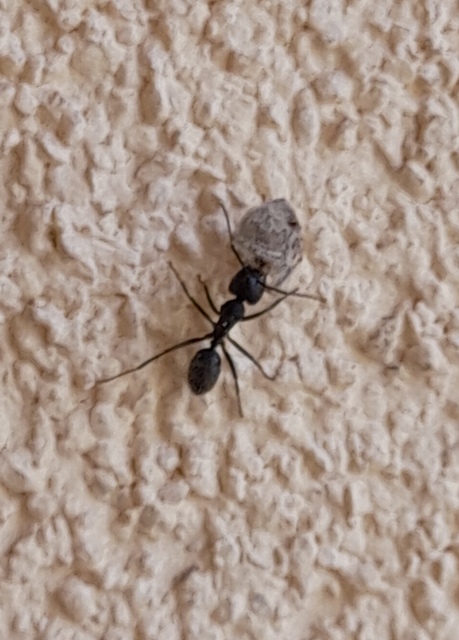Camponotus vagus - fekete lóhangya