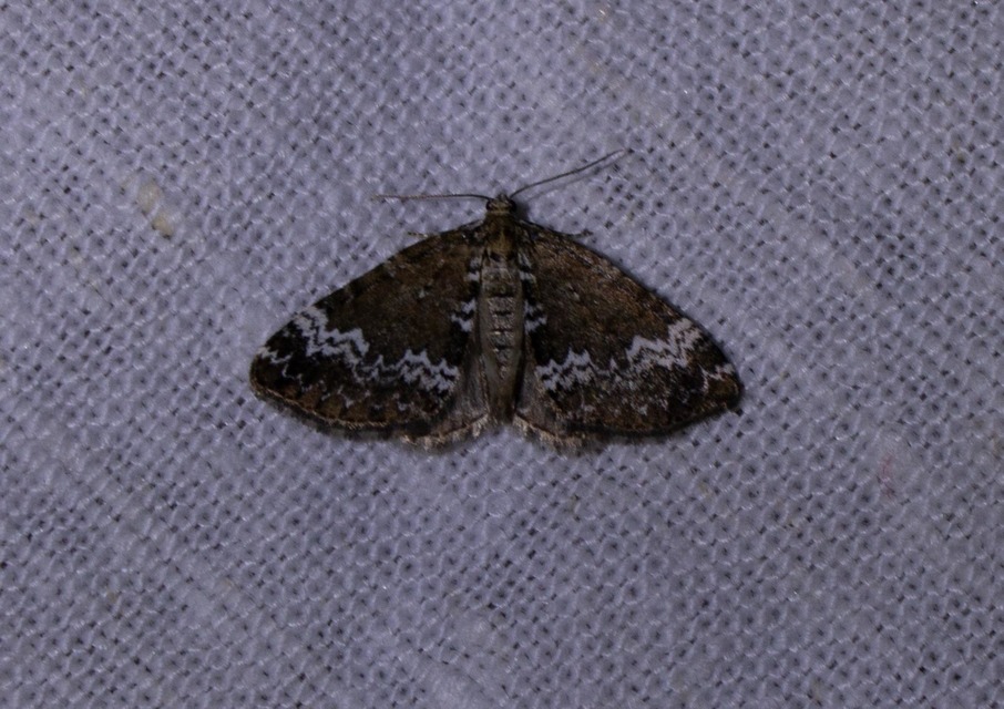 Perizoma alchemillata - árvacsalán-araszoló