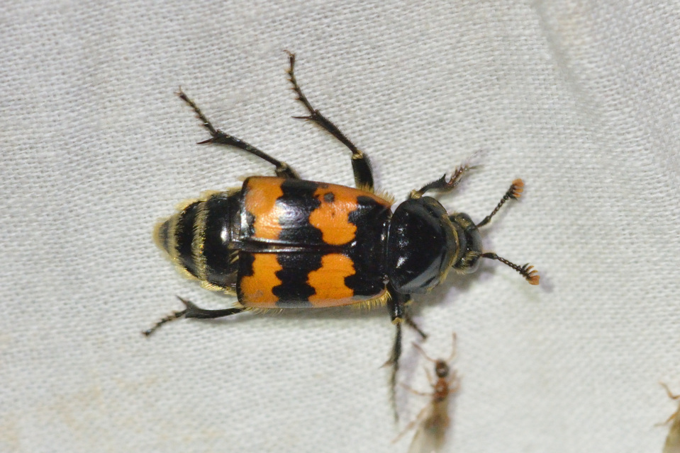 Nicrophorus vespillo - közönséges temetőbogár