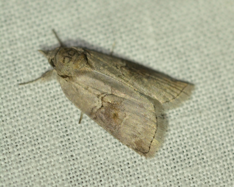 Nycteola asiatica - nyárfa-trapézbagoly