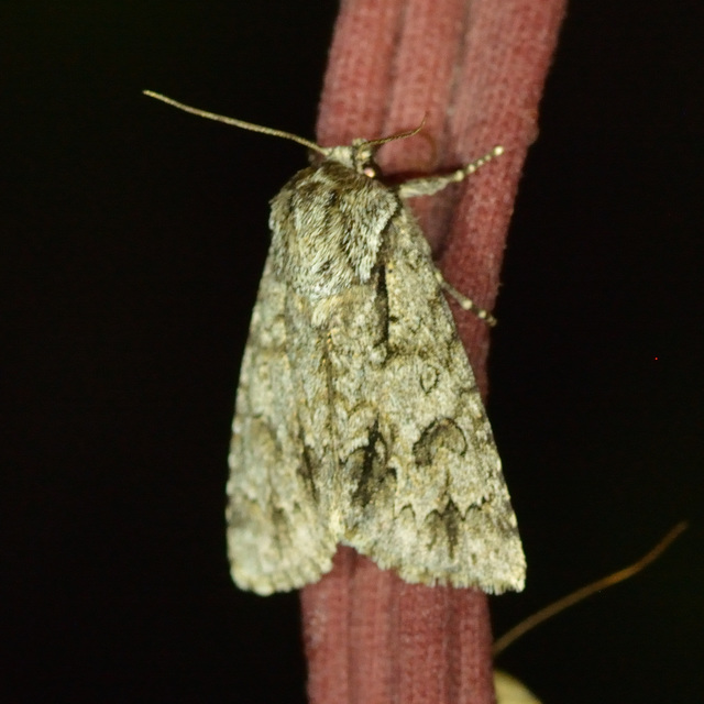 Acronicta auricoma - aranyos szigonyosbagoly