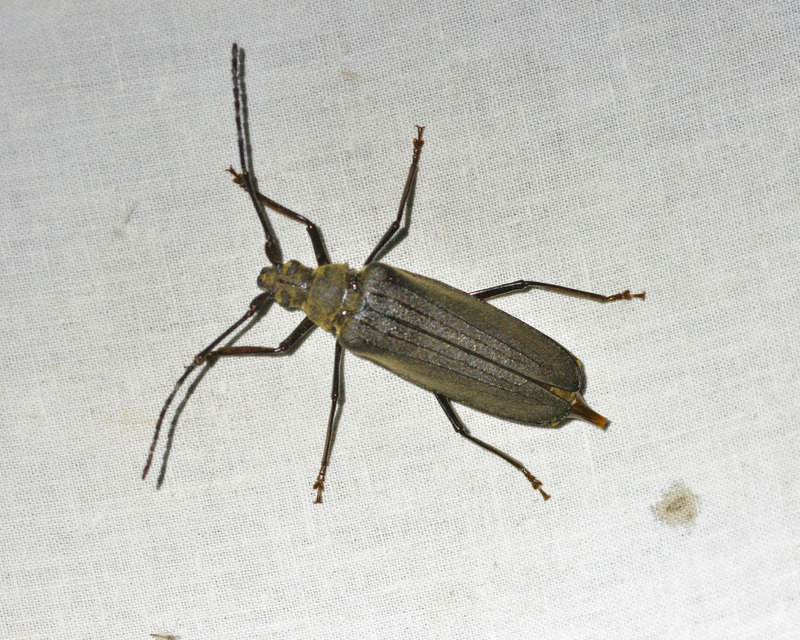 Aegosoma scabricorne - diófacincér