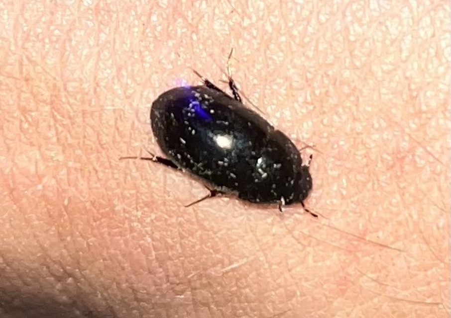 Limnoxenus niger - fekete csibor