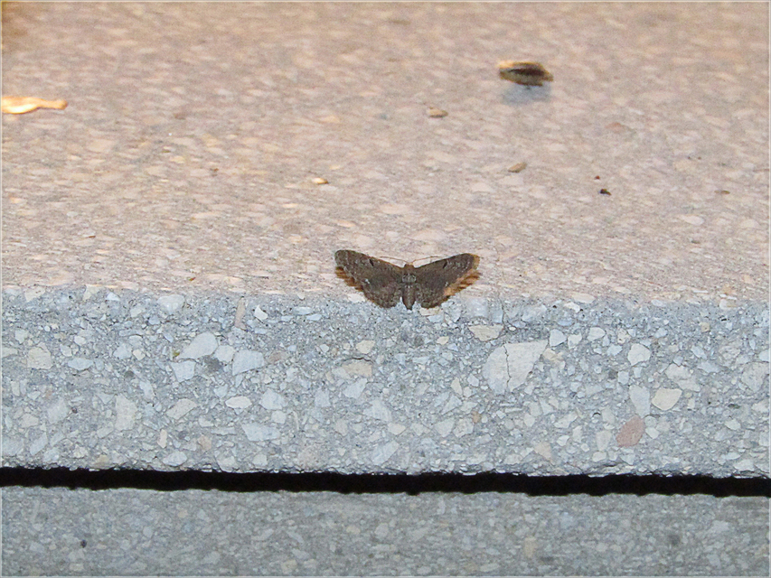 Eupithecia absinthiata - üröm-törpearaszoló