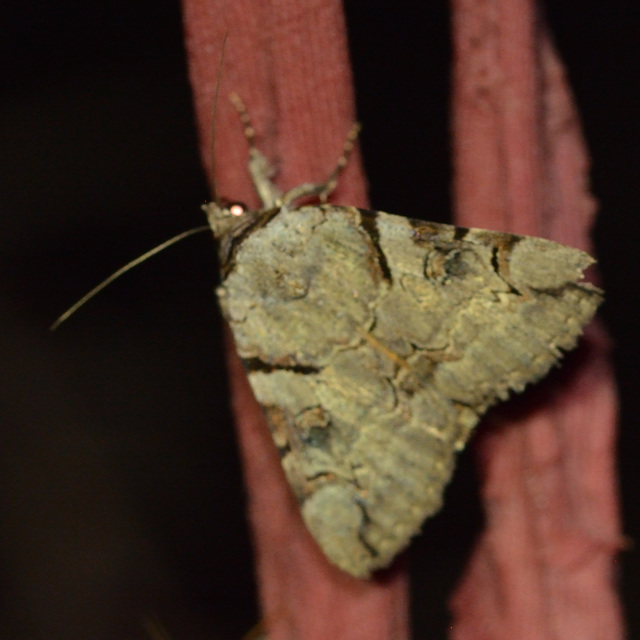 Catocala hymenaea - kökény-övesbagoly