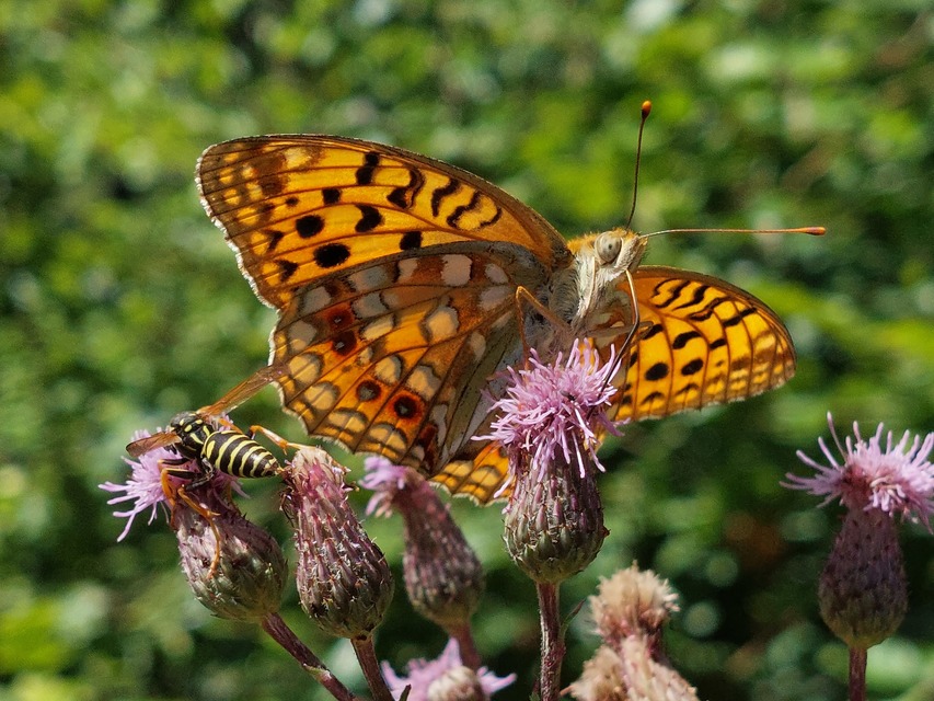 Argynnis adippe - ezüstös gyöngyházlepke