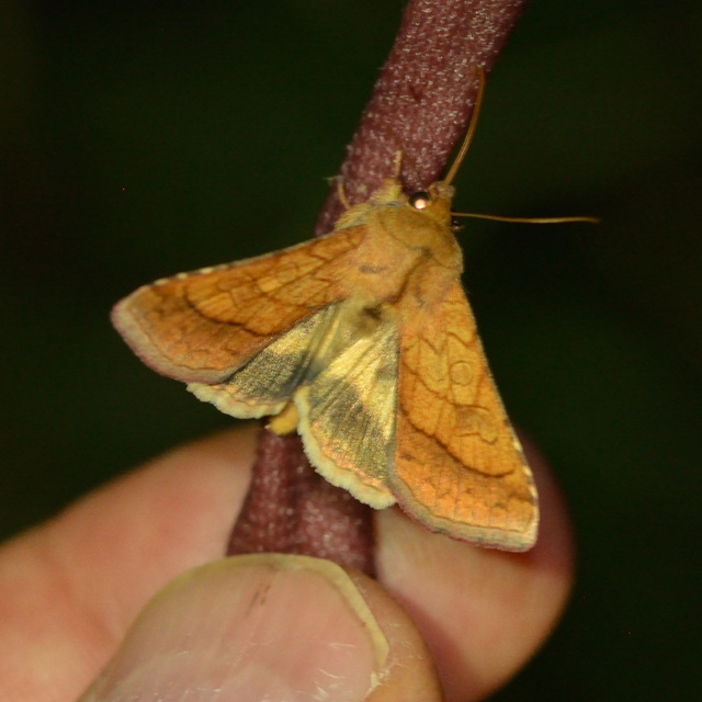 Pyrrhia umbra - iglicebagoly