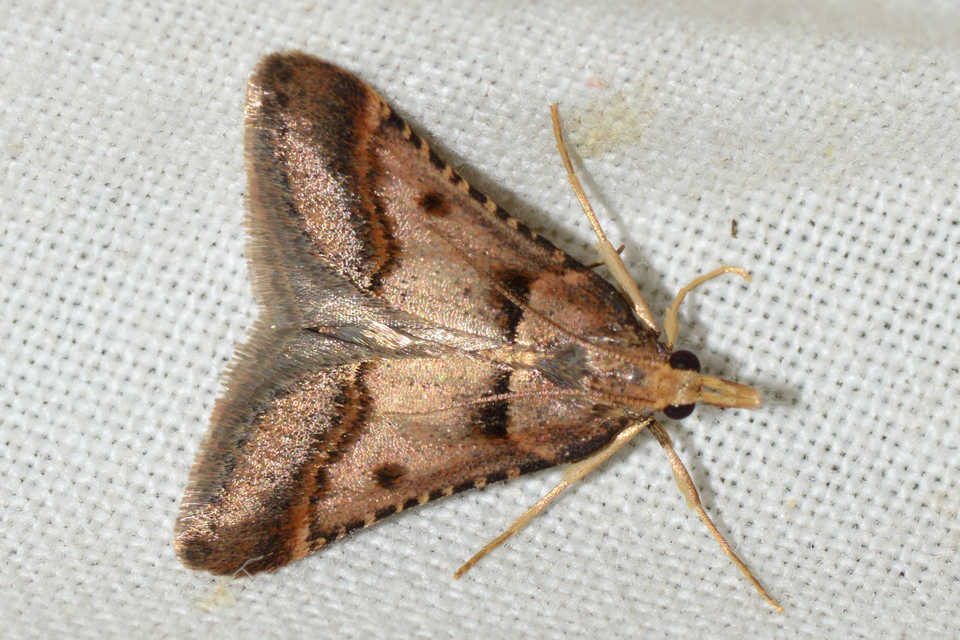 Stemmatophora brunnealis - barna fényilonca