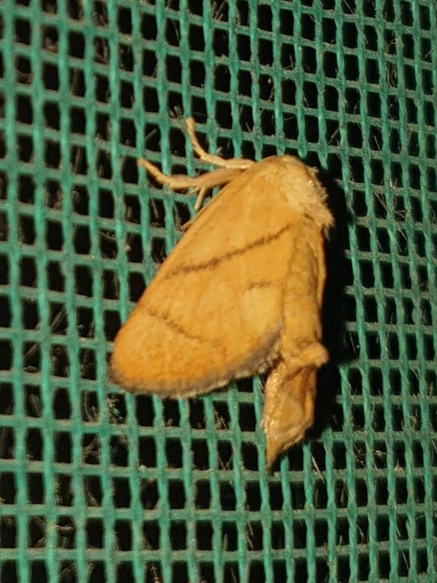 Apoda limacodes - kagylólepke