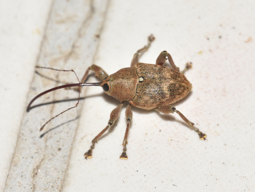 Curculio glandium - tölgymakkzsuzsóka