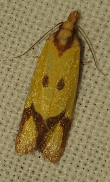 Agapeta zoegana - barnacsíkos sárgamoly