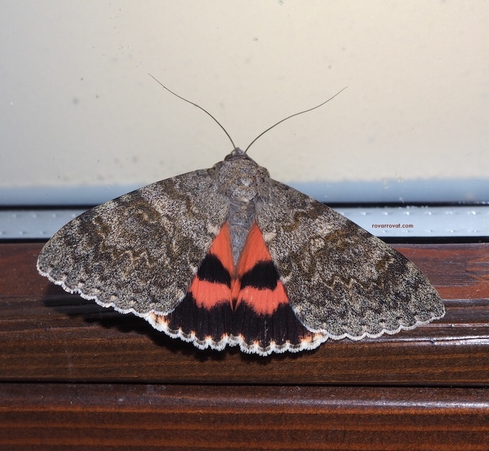 Catocala elocata - közönséges övesbagoly
