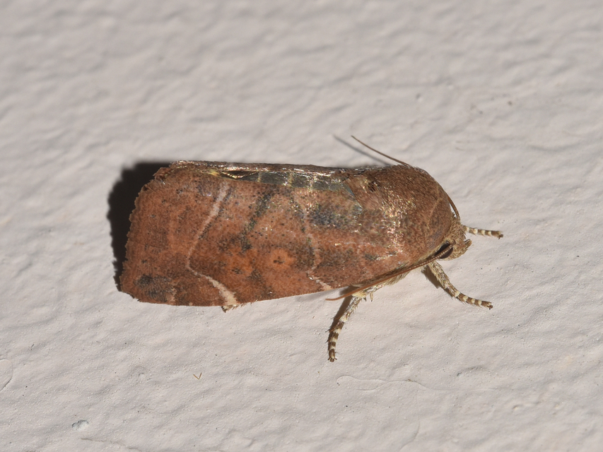 Cosmia affinis - barna lombbagoly