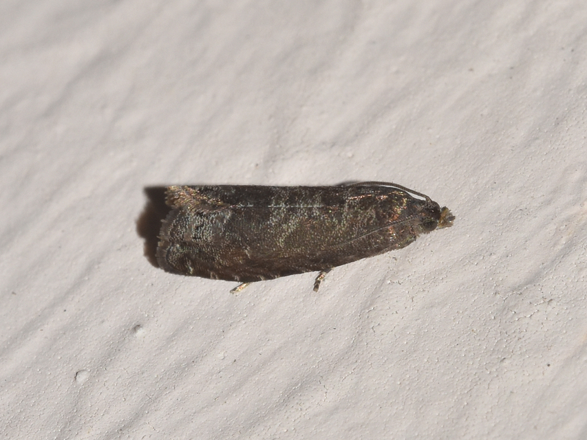 Grapholita funebrana - szilvamoly