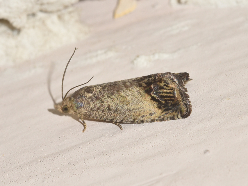 Cydia splendana - tölgymakkmoly