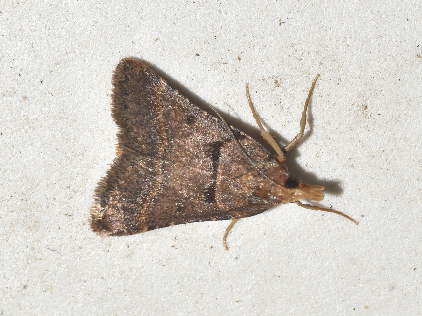 Stemmatophora brunnealis - barna fényilonca