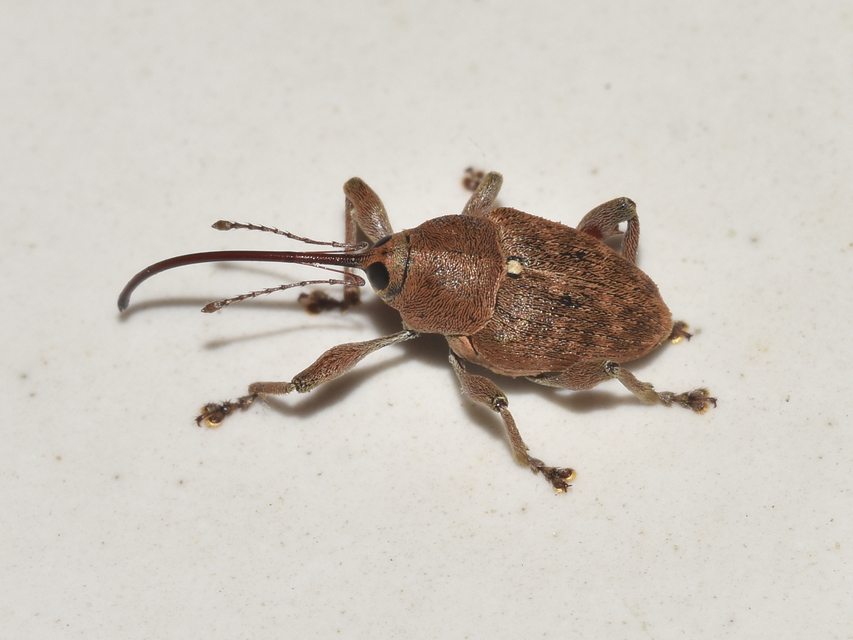 Curculio glandium - tölgymakkzsuzsóka
