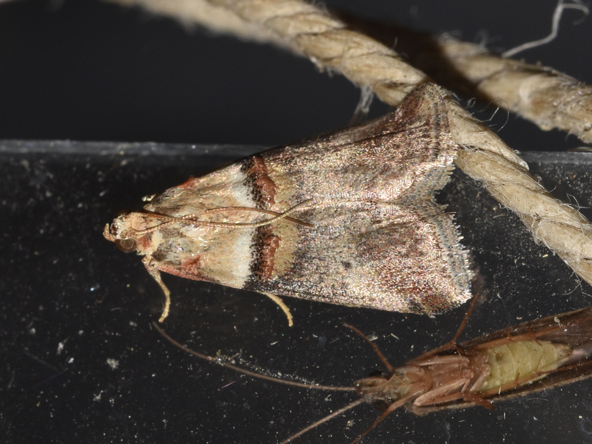 Acrobasis tumidana - bordás karcsúmoly