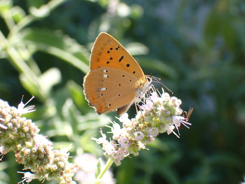 Lycaena virgaureae - arany-tűzlepke