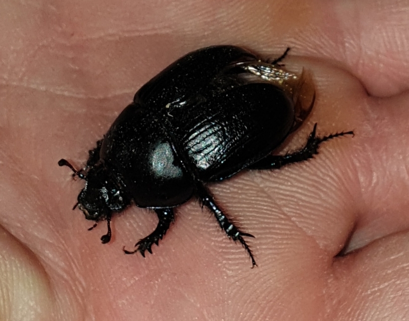 Anoplotrupes stercorosus - erdei álganéjtúró