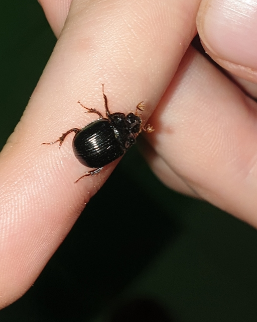 Odonteus armiger - mozgószarvú álganéjtúró