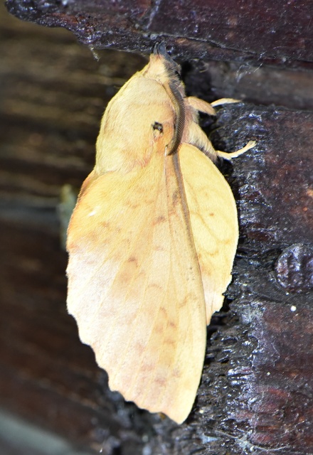 Gastropacha populifolia - sárga pohók