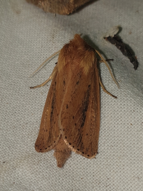 Globia sparganii - nagy nádibagoly