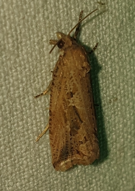Endothenia quadrimaculana - mocsári tükrösmoly