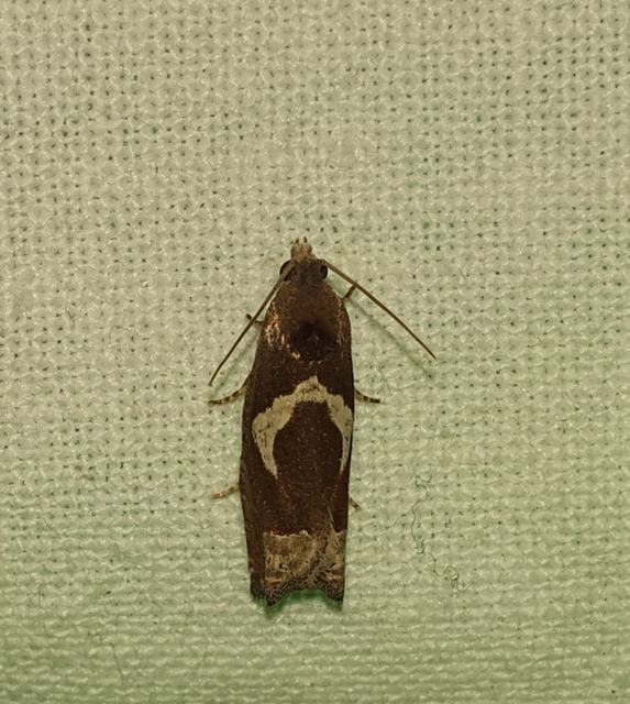 Epiblema foenella - kampósfoltú tükrösmoly