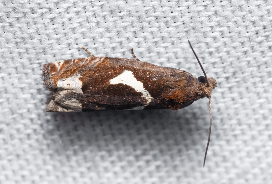 Epiblema foenella - kampósfoltú tükrösmoly
