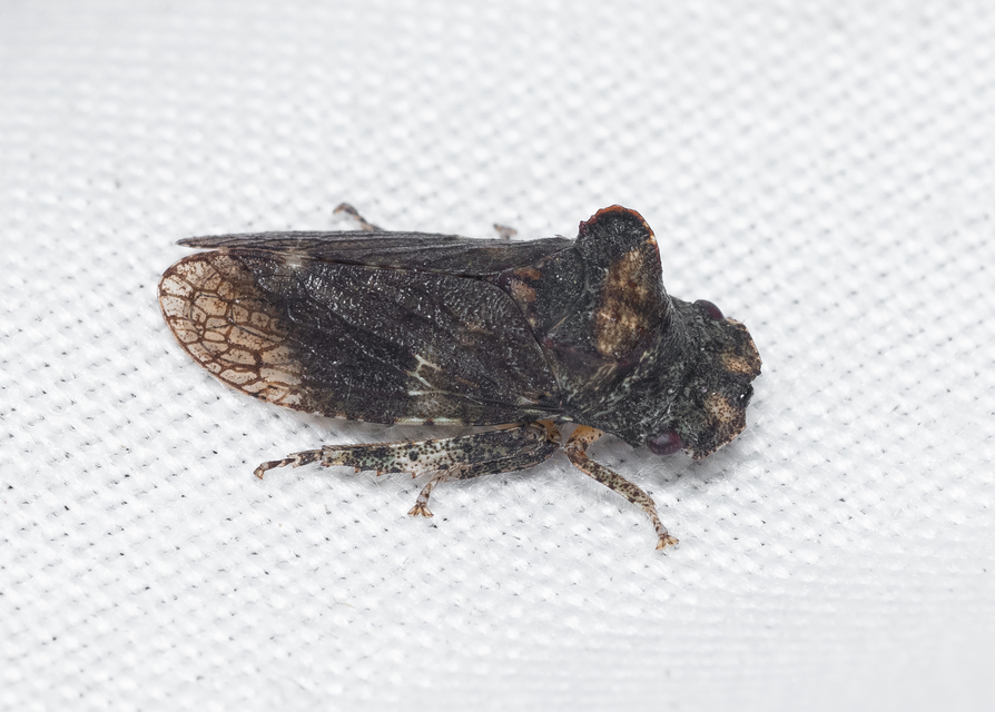 Ledra aurita - füleskabóca