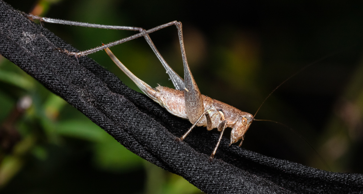 Rhacocleis germanica - német szöcske