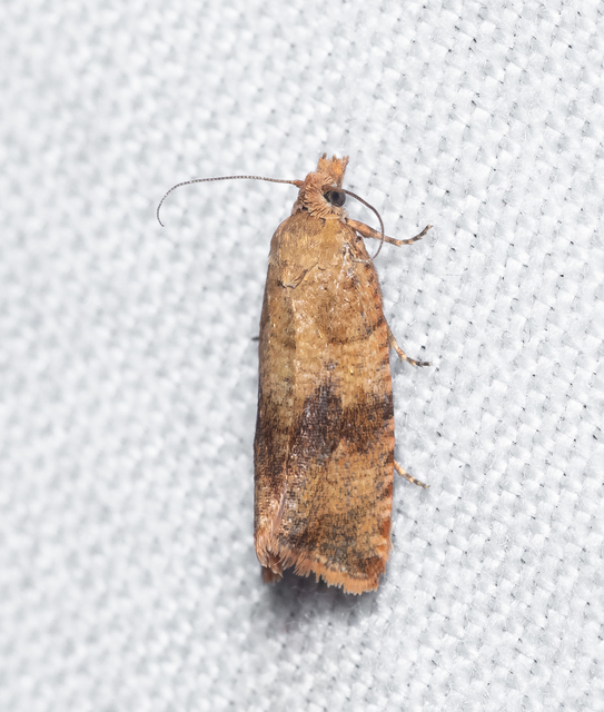 Celypha striana - pitypangfúró tükrösmoly