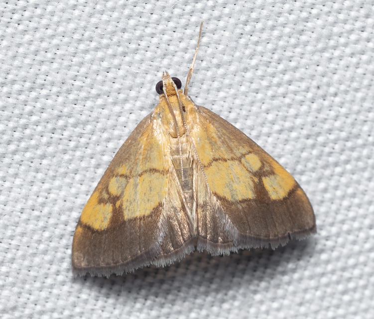 Evergestis limbata - közönséges dudvamoly