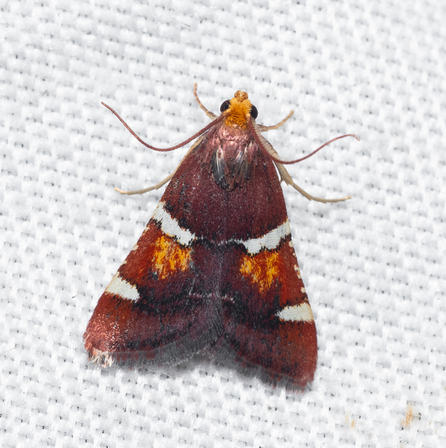 Pyralis regalis - pompás fényilonca