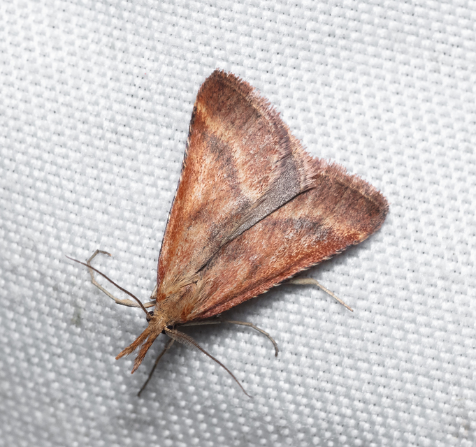 Synaphe punctalis - hosszúlábú fényilonca