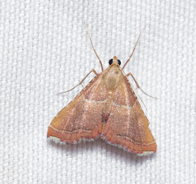 Endotricha flammealis - tüzesszárnyú fényilonca