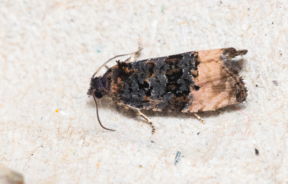 Metendothenia atropunctana - pettyes tükrösmoly