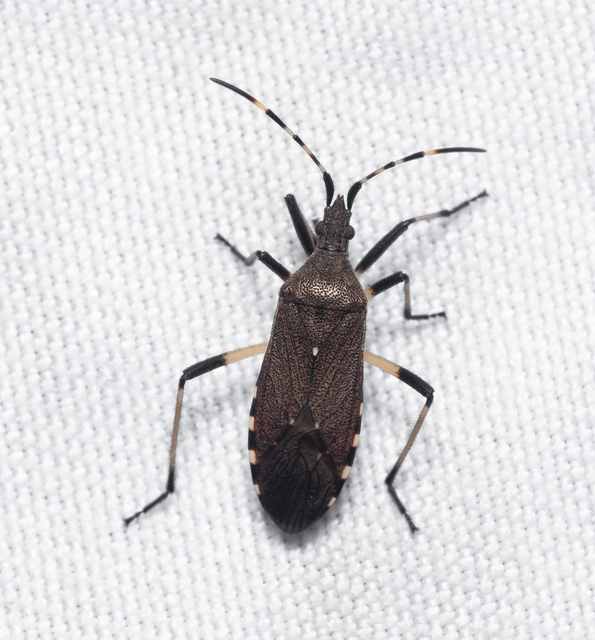 Dicranocephalus